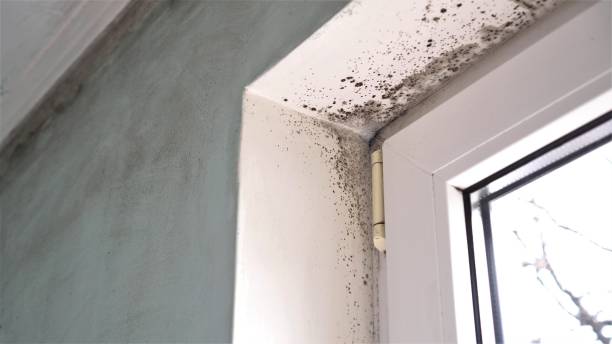 Best Mold Odor Removal Services  in San Bruno, CA