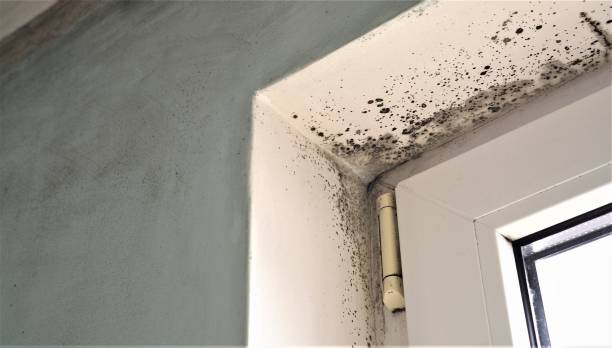 Best Air Quality Testing for Mold Spores  in San Bruno, CA