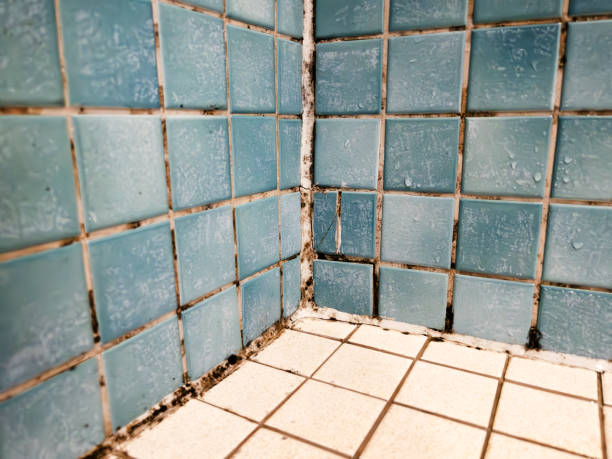 Best Industrial Mold Remediation  in San Bruno, CA
