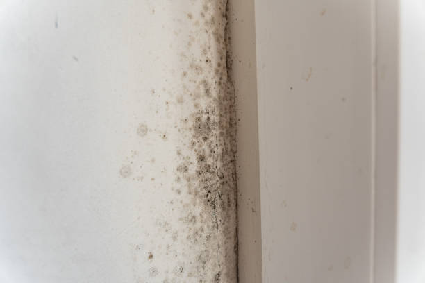 Best Forensic Mold Investigation  in San Bruno, CA